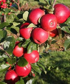 bibit pohon apel anna cepat berbuah termurah Palangkaraya