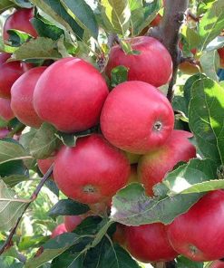 bibit pohon apel anna cepat berbuah termurah Sumatra Utara