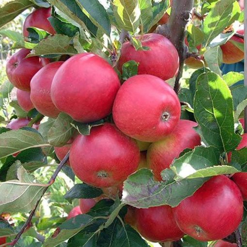 bibit pohon apel anna cepat berbuah termurah Sumatra Utara