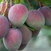 Bibit Pohon Apel Asli Mangga - Tanaman Buah Manggah Appel Merah Stok Ready Lumajang