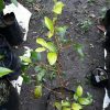 Bibit Pohon Apel Buah Putsa - Tabulampot Siap Berbuah Barito Selatan