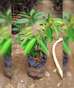 Bibit Pohon Apel Gaya Sawo Manila-Tanaman Buah Manila-Sawo Durian Hijau Bagus Soppeng