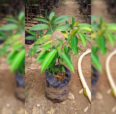 Bibit Pohon Apel Gaya Sawo Manila-Tanaman Buah Manila-Sawo Durian Hijau Bagus Soppeng