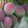 Bibit Pohon Apel In0V Mangga - Tanaman Buah Manggah Appel Merah Salatiga