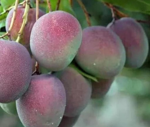 Bibit Pohon Apel In0V Mangga - Tanaman Buah Manggah Appel Merah Salatiga