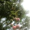 Bibit Pohon Apel Mangga Merah - Tabulampot Siap Berbuah Bungo