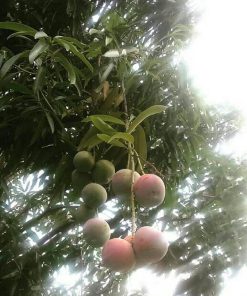 Bibit Pohon Apel Mangga Merah - Tabulampot Siap Berbuah Bungo