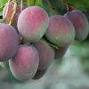 Bibit Pohon Apel Mangga - Tanaman Buah Manggah Appel Merah Cilegon