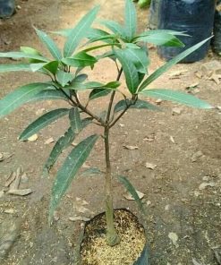 Bibit Pohon Apel Mangga - Tanaman Buah Manggah Appel Merah Grosir Bandung Barat