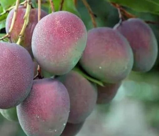 Bibit Pohon Apel Mangga - Tanaman Buah Manggah Appel Merah Grosir Dogiyai