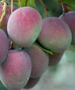 Bibit Pohon Apel Mangga - Tanaman Buah Manggah Appel Merah Super Wonogiri