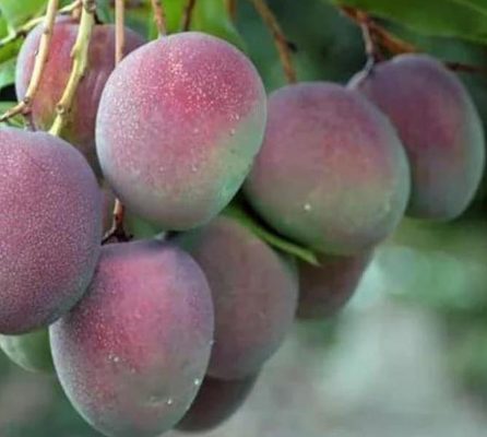 Bibit Pohon Apel Mangga - Tanaman Buah Manggah Appel Merah Super Wonogiri