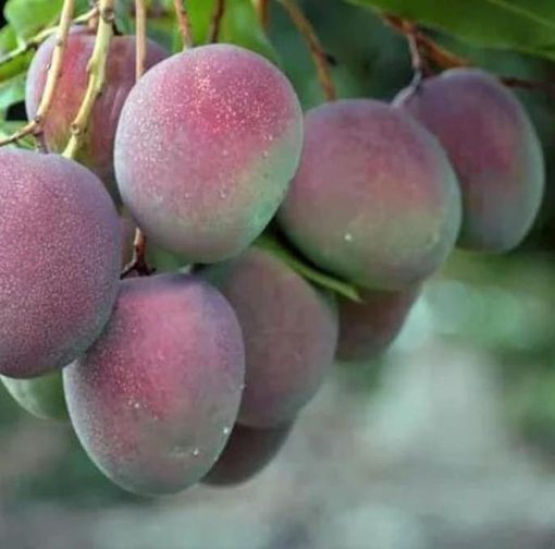 Bibit Pohon Apel Mangga - Tanaman Buah Manggah Appel Merah Terbaru Pangkal Pinang