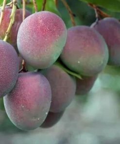 Bibit Pohon Apel Original Mangga - Tanaman Buah Manggah Appel Merah Karimun