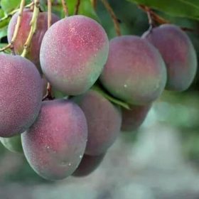 Bibit Pohon Apel Original Mangga - Tanaman Buah Manggah Appel Merah Karimun