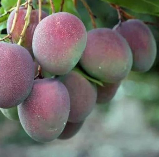 Bibit Pohon Apel Original Mangga - Tanaman Buah Manggah Appel Merah Karimun