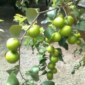 Bibit Pohon Apel Putsa Siap Berbuah Cilacap