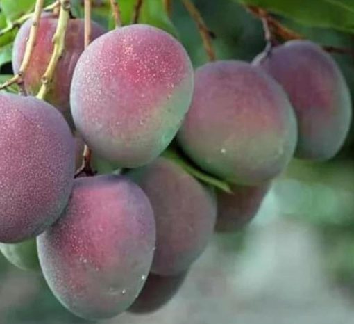 Bibit Pohon Apel Super Mangga - Tanaman Buah Manggah Appel Merah Indragiri Hilir