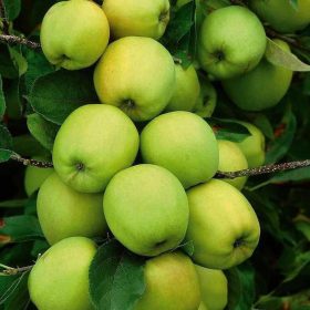 Bibit Pohon Apel Tanaman Buah Manalagi Hijau Malang Lokal S P Barito Selatan