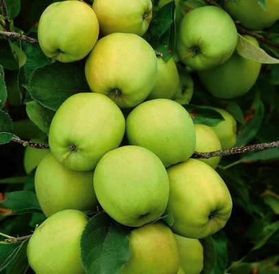 Bibit Pohon Apel Tanaman Buah Manalagi Hijau Malang Lokal Serang