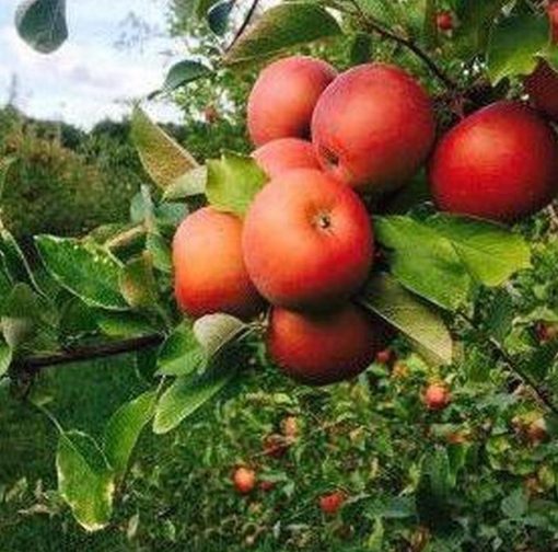 Bibit Pohon Apel Wpv Anna Merah Cepat Berbuah Dan Terlaris Luwu Timur