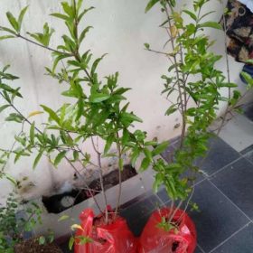 Bibit Pohon Buah Delima Merah Tanaman Favorite Manis Asam Samarinda