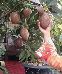 bibit pohon buah sawo jumbo thailand besar manis Sabang