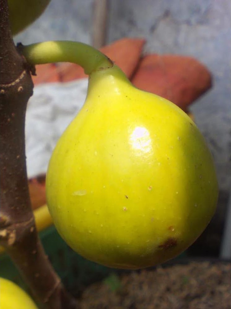 Gambar Produk bibit pohon buah tin ara Jambi
