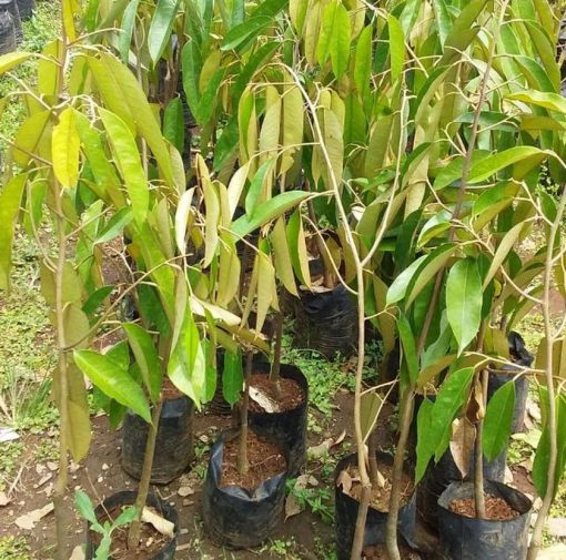 Bibit Pohon Durian Montong Pahuwato