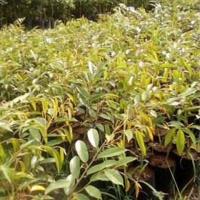 Bibit Pohon Durian Super Montong Tanaman Buah Bengkulu Tengah