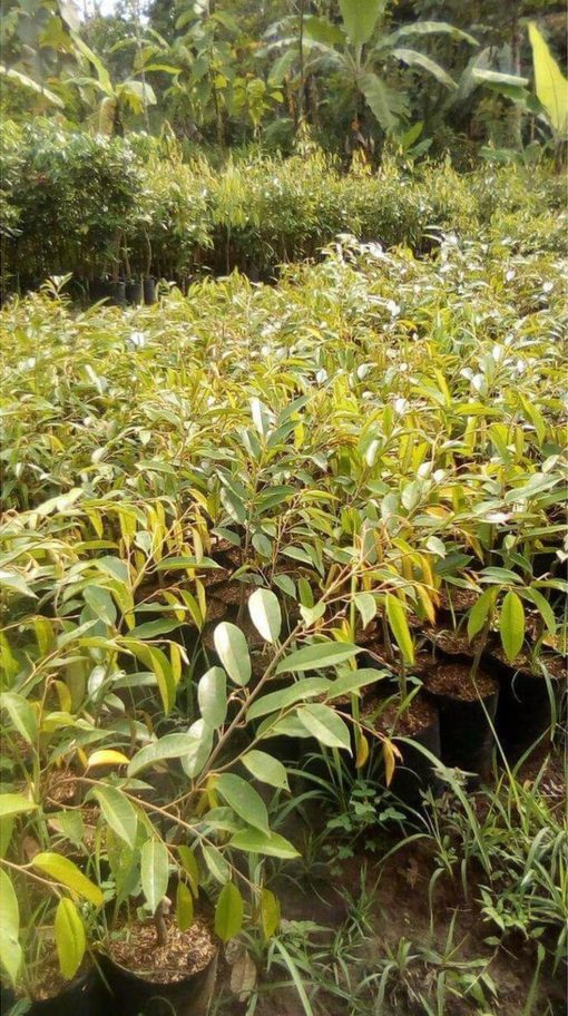 Bibit Pohon Durian Super Montong Tanaman Buah Bengkulu Tengah