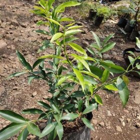 Bibit Pohon Jeruk Buah Nagami Cepat Berbuah Kepulauan Anambas