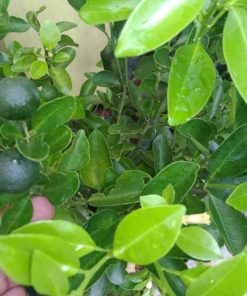 bibit pohon jeruk kasturi colomonde kondisi berbuah murah Sumatra Utara