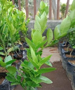 Bibit Pohon Jeruk Lemon California Jayawijaya