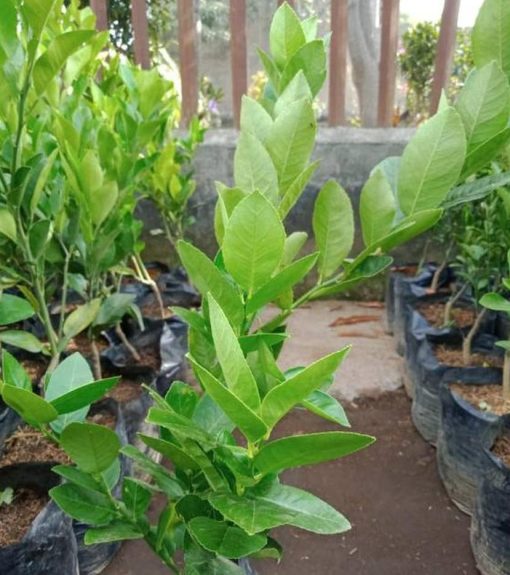 Bibit Pohon Jeruk Lemon California Jayawijaya