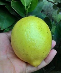 Bibit Pohon Jeruk Lemon Tea Kuning Buah Kepahiang