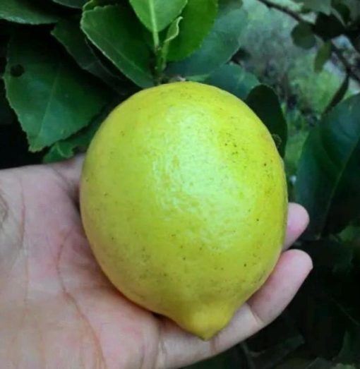 Bibit Pohon Jeruk Lemon Tea Kuning Buah Kepahiang