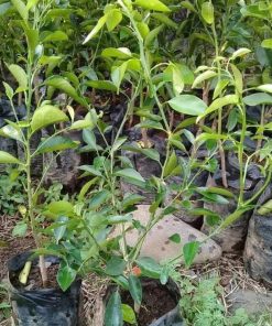 Bibit Pohon Jeruk Limau Limo Buah Limao Sumba Tengah