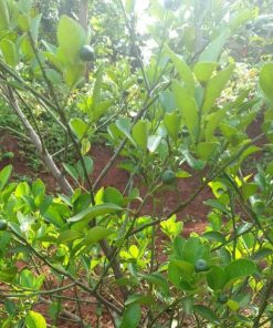 Bibit Pohon Jeruk Limau Sudah Berbuah Siap Panen Subang
