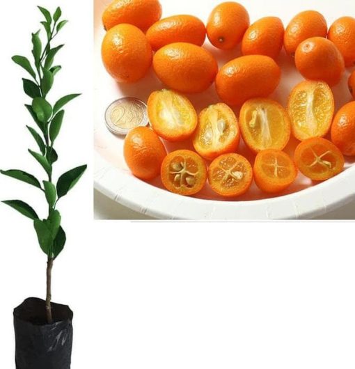 bibit pohon jeruk nagami super unggul cepat berbuah terlaris murah Batam