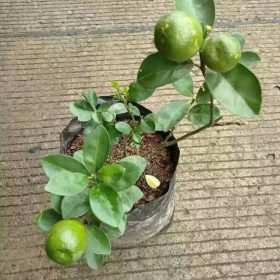 Bibit Pohon Jeruk Tanaman Kintan Sudah Berbuah- Buah Unik Berbuah Dalam Bangka Selatan