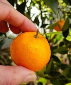 bibit pohon jeruk tongheng cepat berbuah super manis terlaris dan murah Yogyakarta