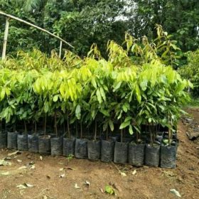 Bibit Pohon Kelengkeng Buah Kristal- Tabulampot Lengkeng Kristal Crystal Cepat Berbuah Boven Digoel