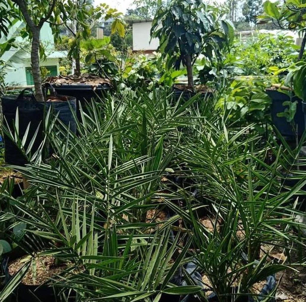 Gambar Produk Bibit Pohon Kurma Ajwa Super Lampung Timur