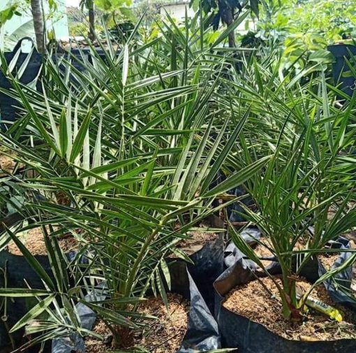 Bibit Pohon Kurma Ajwa Super Mimika
