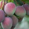 Bibit Pohon Mangga Apel - Tanaman Buah Manggah Appel Merah Grosir Aceh Besar