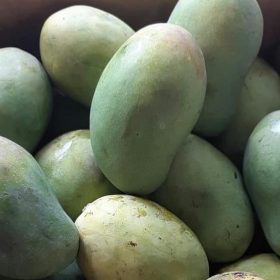 bibit pohon mangga arum manis tanaman buah Bengkulu