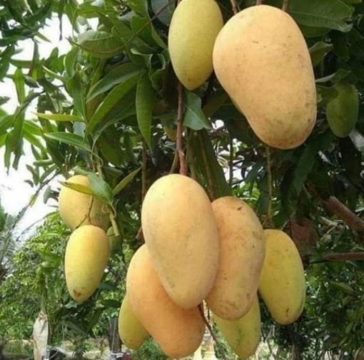 Bibit Pohon Mangga Chokanan Chauk Anan Manis Tapanuli Selatan