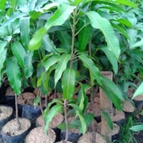 Bibit Pohon Mangga Irwin Ungu Ponorogo