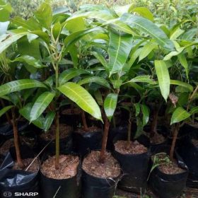 Bibit Pohon Mangga Kiojay Sinangwang Manokwari